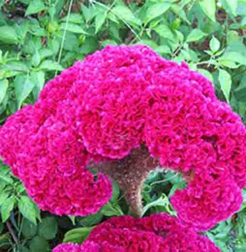 Radha Krishna Cockcomb seeds