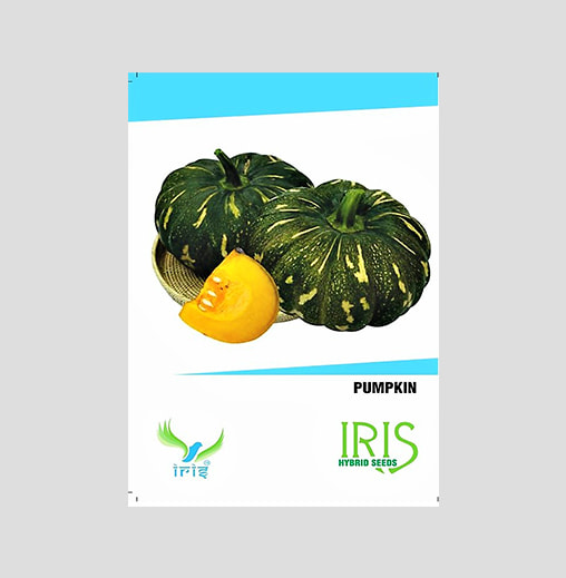 Iris F1 Hybrid Pumpkin Seeds