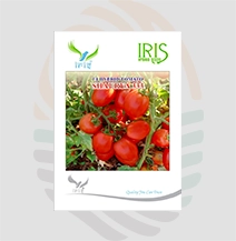 Iris  F1 Hybrid Shaurya-333 Tomato Seeds