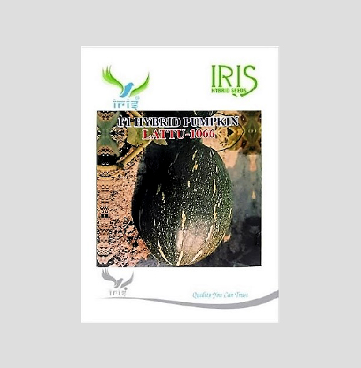 Iris Hybrid Vegetable Seeds F1 Hybrid Pumpkin Lattu-1066 (Oblong)