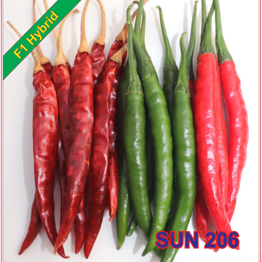 SUN 206 F1 Hybrid Chilli Seeds