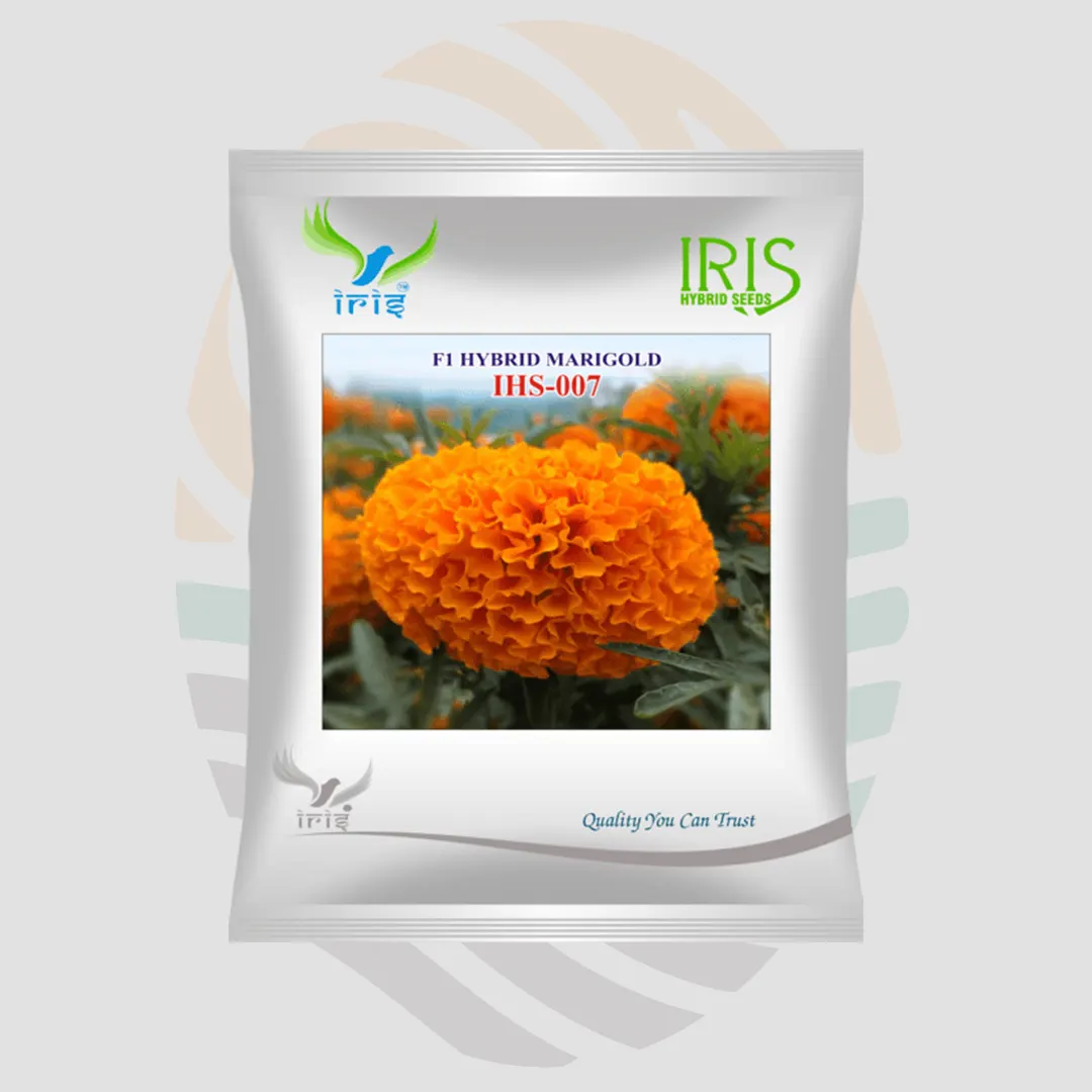 Iris F1 Hybrid IHS 007 Orange Marigold Seeds