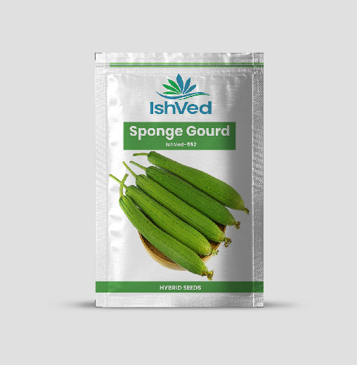IVSGH - 552 Sponge Gourd Seeds