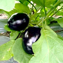 Imported Purple Round  F1 Hybrid Brinjal seeds