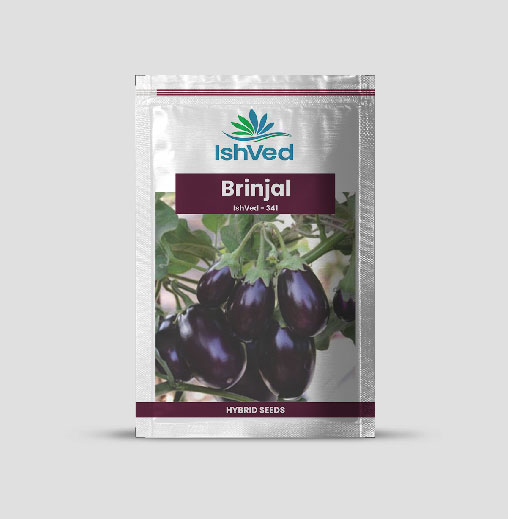 IVBJH - 341 Brinjal Seeds