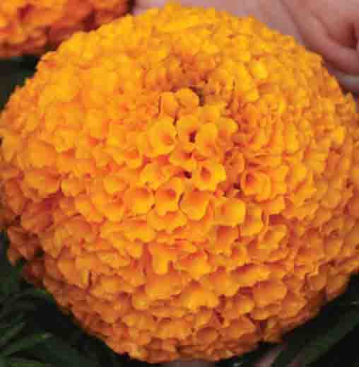 Radha Krishna Marigold -Orange colour seeds