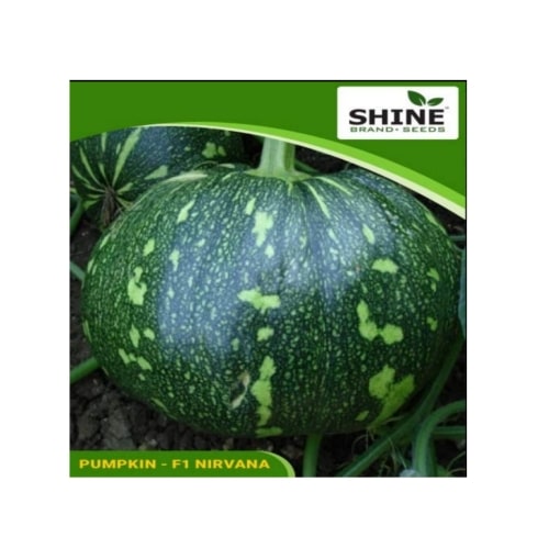 Nirvana F1 Hybrid Pumpkin Seeds