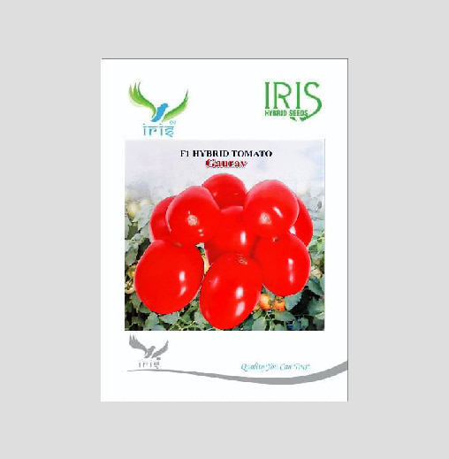 Iris Gaurav F1 Hybrid Tomato Seeds