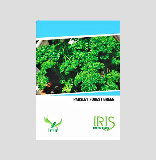 Iris Imported Parsley Seeds