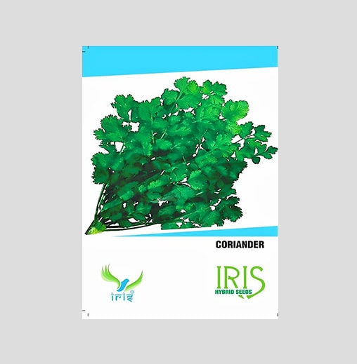 Iris Imported Coriander Seeds