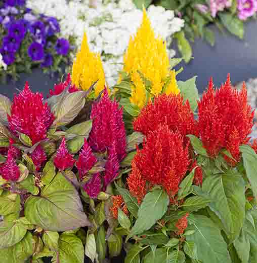 Radha Krishna Celosia seeds