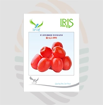 Iris Raj-999 F1 Hybrid Tomato Seeds