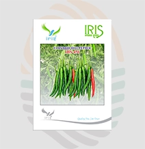 Iris F1 Hybrid IHS-456 Hot Pepper Seeds
