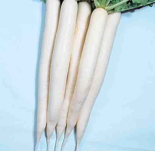 Radha Krishna Radish Long Seeds