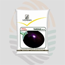 Tarzan F1 Hybrid Brinjal Seeds