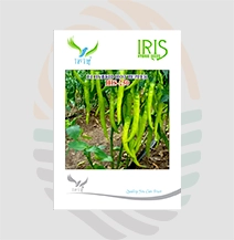 Iris F1 Hybrid IHS-250 Hot Pepper Seeds