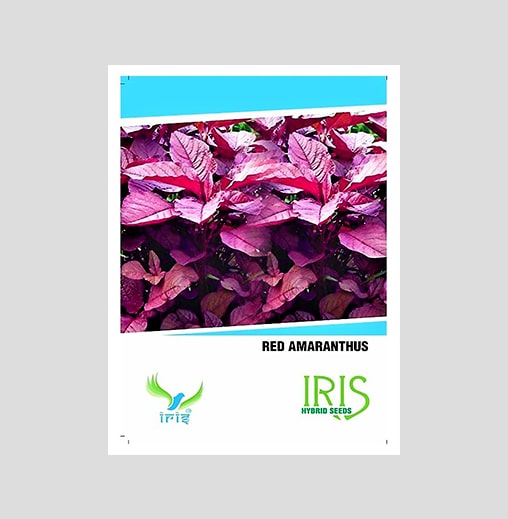 Iris Imported Red Amaranthus Seeds