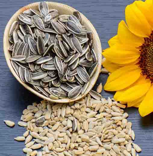 Radha Krishna Sun Flower seeds