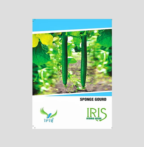 Iris F1 Hybrid Sponge Gourd Seeds