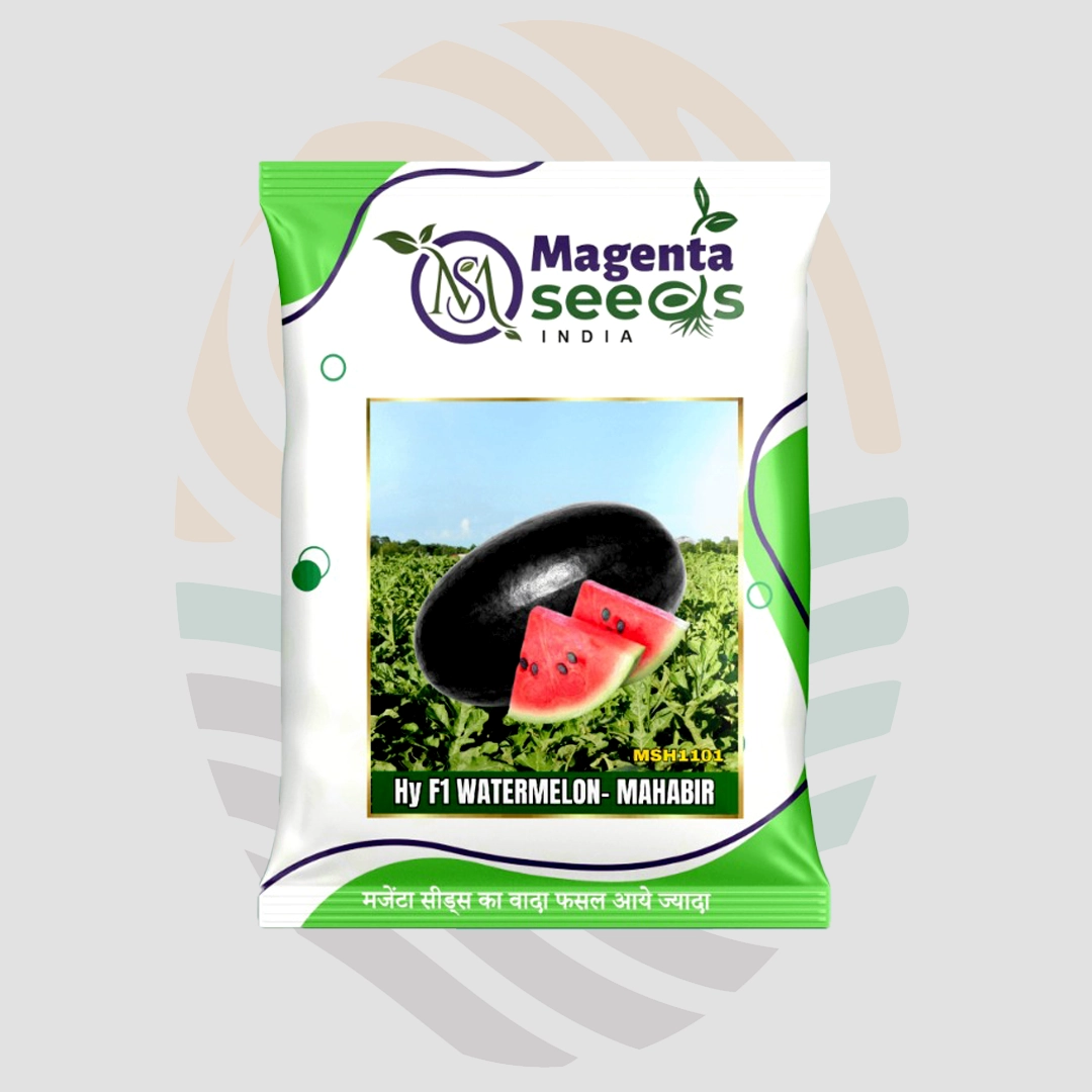 Mahabir (MSH1101) F1 Hybrid Watermelon Seeds