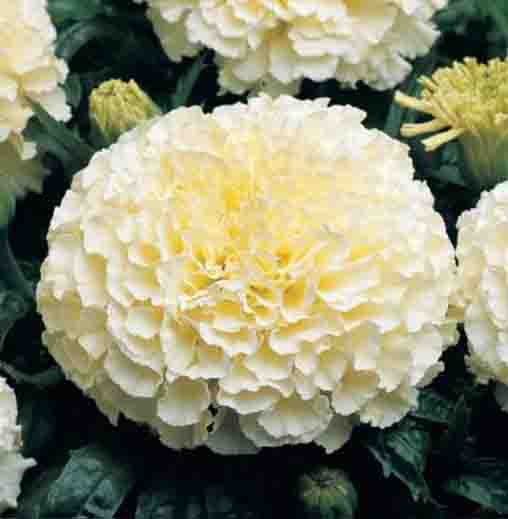 Radha Krishna Marigold - White colour seeds