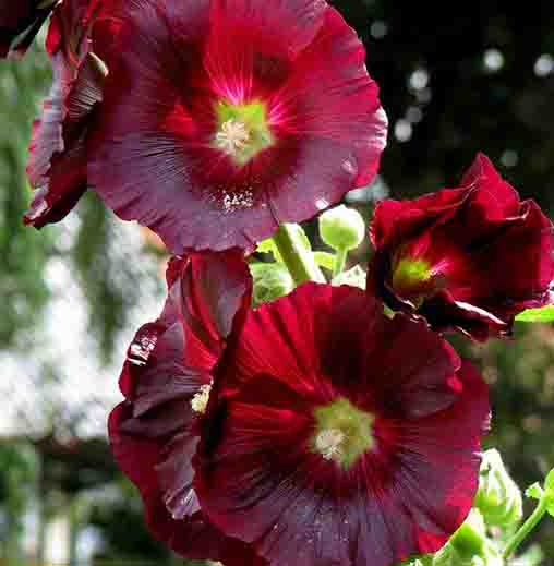 Radha Krishna Hollyhock Flower seeds - Purple Colour