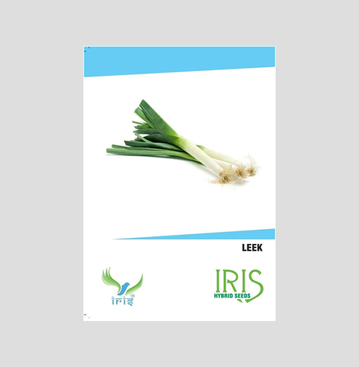Iris Imported Leek Seeds