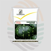 Hanuman F1 Hybrid Pumpkin Seeds
