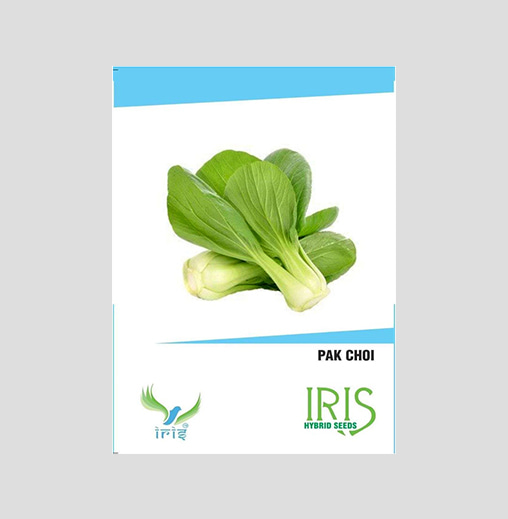 Iris Imported Pak Choi Seeds