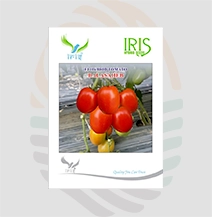 Iris Balasaheb F1 Hybrid Tomato Seeds