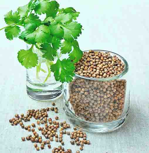 Radha Krishna Coriander Imported Seeds
