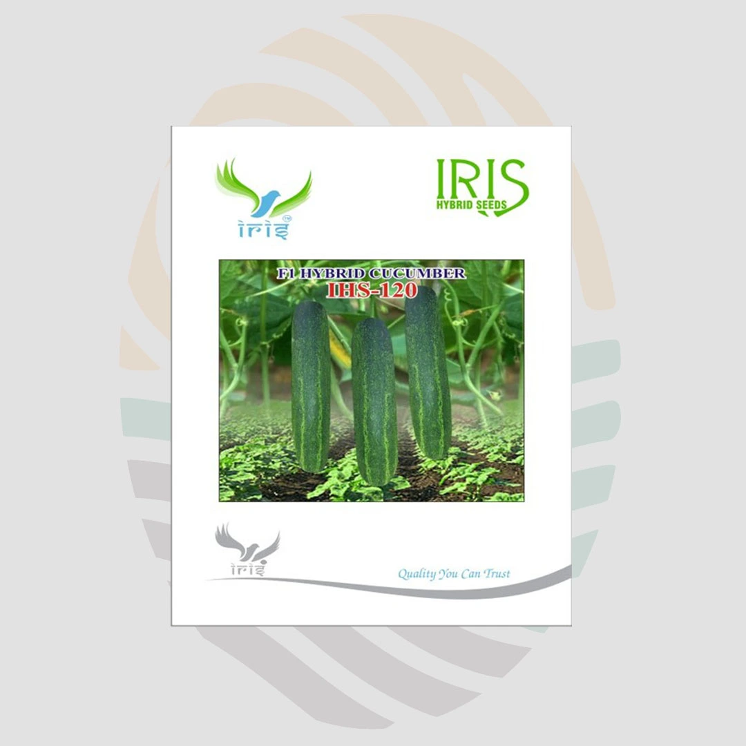 IHS-120 F1 Hybrid   Cucumber Seeds