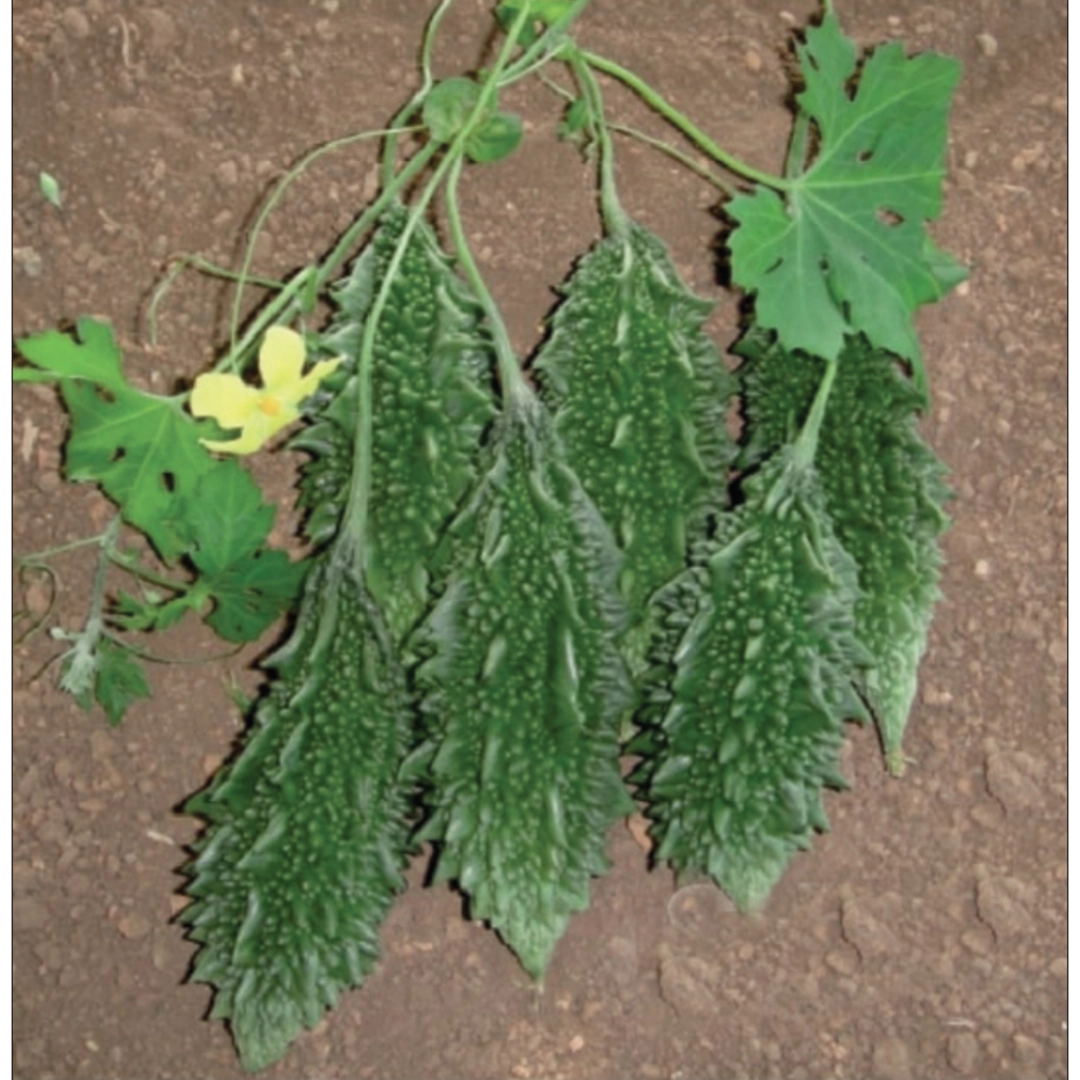 SUN 3366 F1 Hybrid Bittergourd Seeds