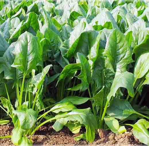 Radha Krishna Palak Katedaar Seeds